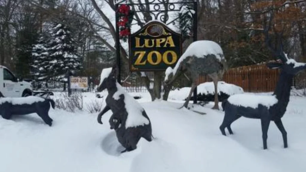 Lupa Zoo-Things To Do In Massachusetts