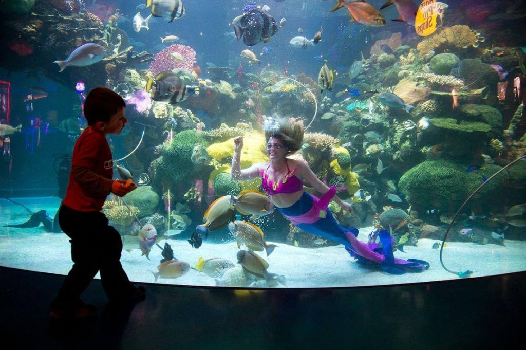 free things to do in las vegas , mermaid show , silverton ,