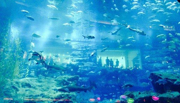 dubai aquarium, tourist attractions,