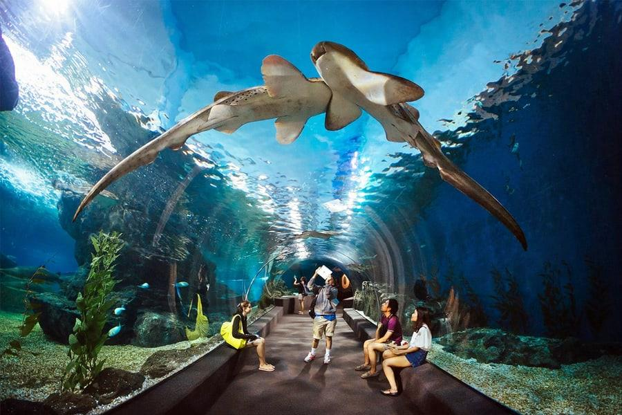 world aquarium, pattaya