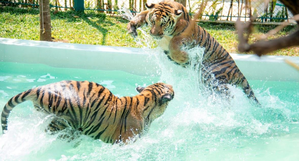 tiger park pattaya