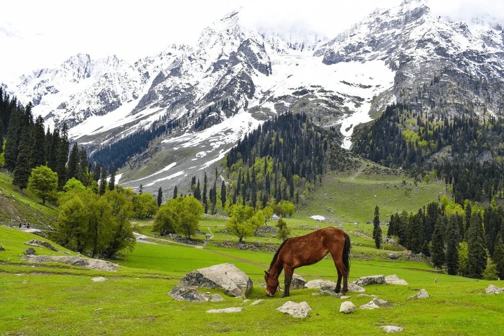 arun valley, pahalgam,