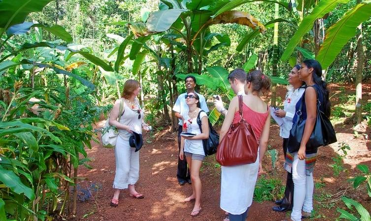 banyan tree, goa, beautiful beach, 