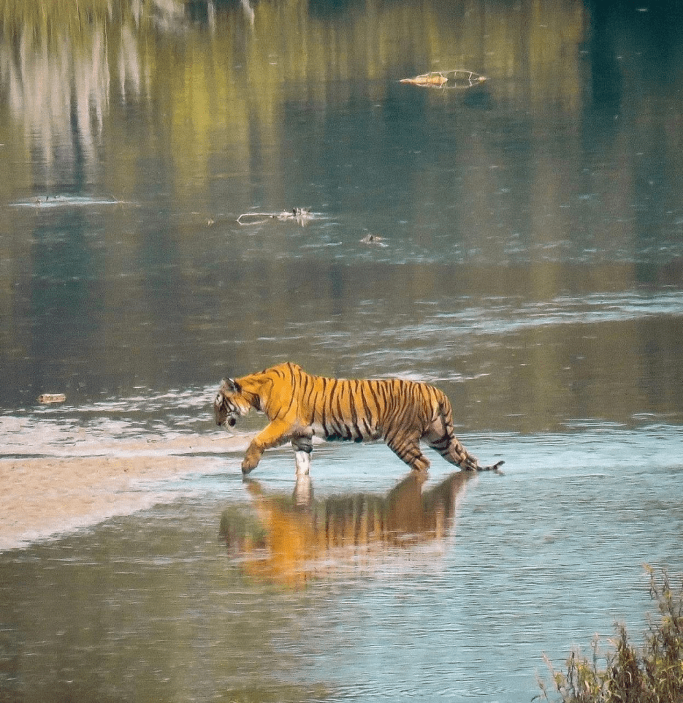 chitwan, national park, tigers,