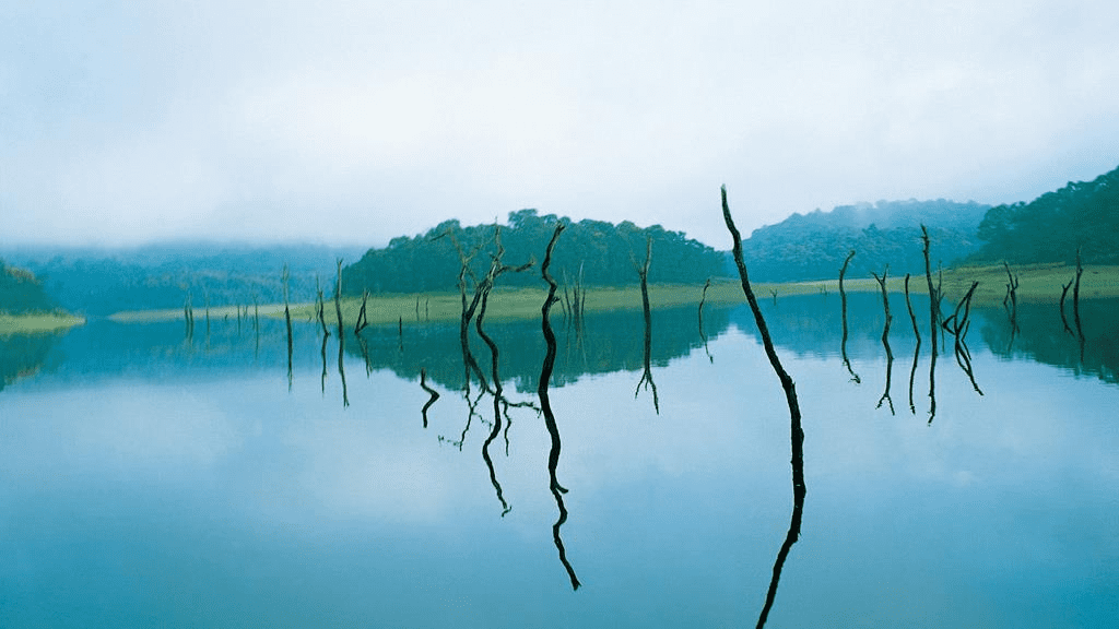 thekkady, forest, kerala, 