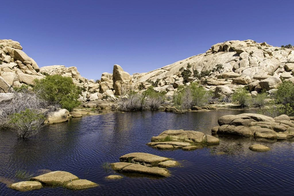 joshua tree national park,