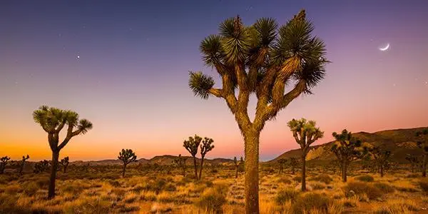 joshua tree national park,